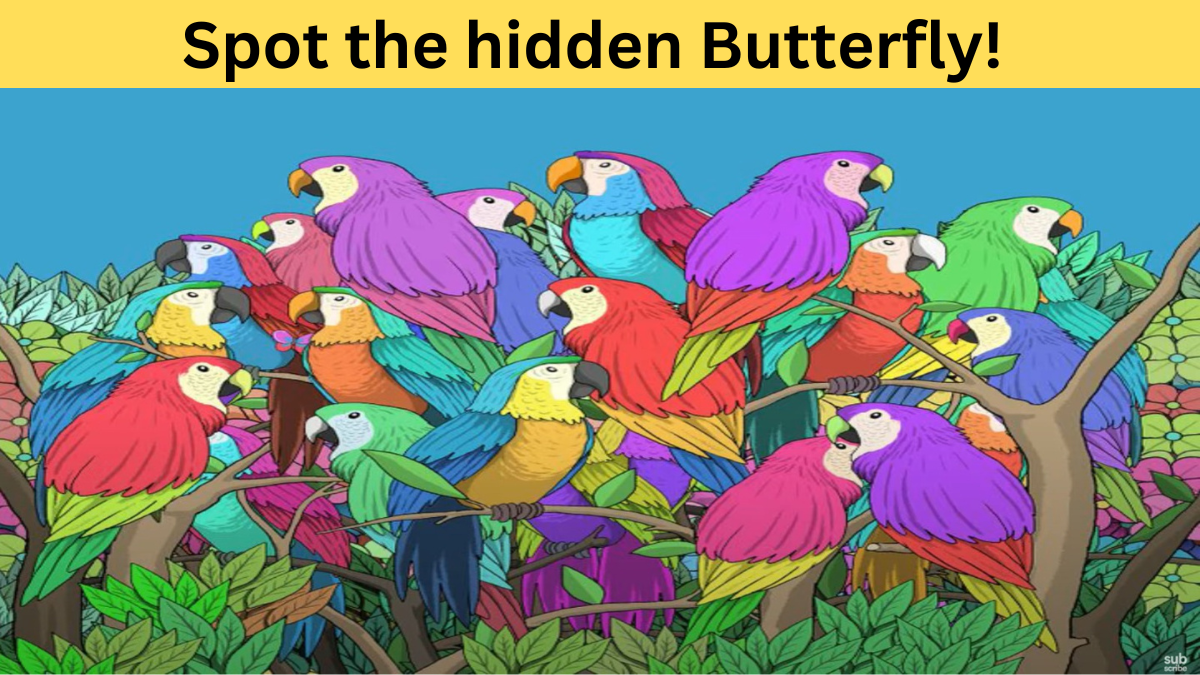 spot the hidden butterfly