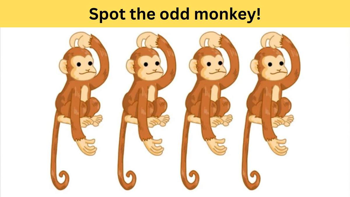 spot the odd monkey